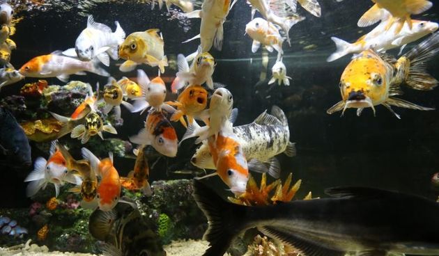 Vranjicki Aquapark godinu dana nakon otvorenja zadivljuje posjetitelje kao i prvog dana. U velicanstvenim pojavama iz morskog svijeta najvise ipak uzivaju djeca. Photo: Ivo Cagalj/PIXSELL