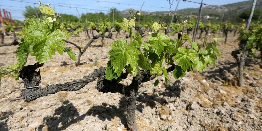 Vinova loza Vinova loza