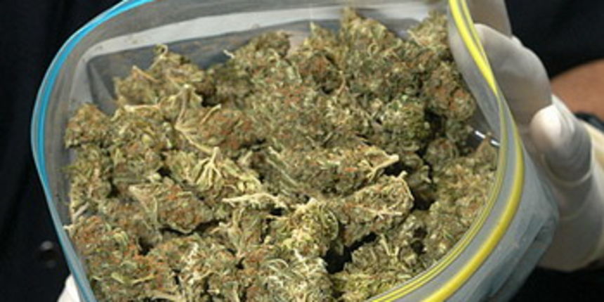 Marijuana Buds-Photo courtesy Saanich News