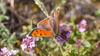 Priroda, cvijece, livada, sparoge, foto: Leo Banic