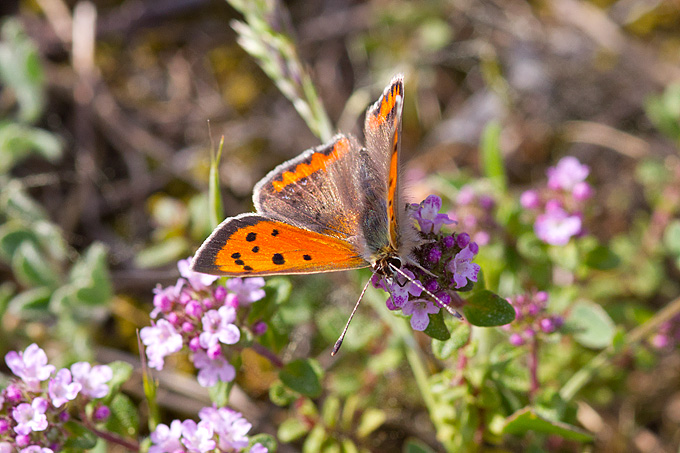 Priroda, cvijece, livada, sparoge, foto: Leo Banic