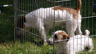 Zadar: Medjunarodna izlozba pasa CACIB 1. svibnja 2010.