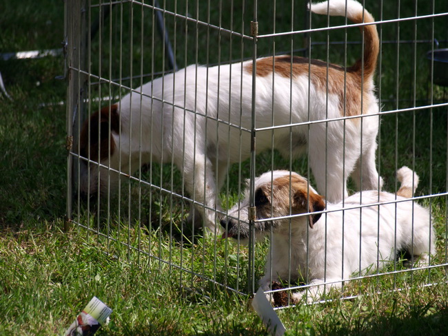 Zadar: Medjunarodna izlozba pasa CACIB 1. svibnja 2010.