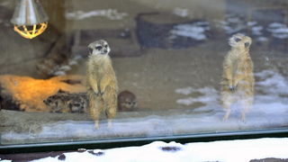 Zagreb, 100212. 
Osim sto je zabijelio grad, snijeg je prekrio i nastambe zivotinja u Zooloskom vrtu. Neke su dobro prihvatile hladnije uvjete, dok su se druge skrivale u svojim zidanim nastambama.
Na slici: merkati
Foto: Boris Kovacev / CROPIX