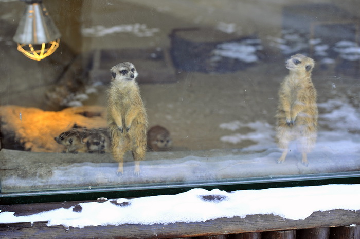 Zagreb, 100212. 
Osim sto je zabijelio grad, snijeg je prekrio i nastambe zivotinja u Zooloskom vrtu. Neke su dobro prihvatile hladnije uvjete, dok su se druge skrivale u svojim zidanim nastambama.
Na slici: merkati
Foto: Boris Kovacev / CROPIX