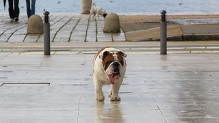 Đir po gradu 6. veljače 2014, Foto: Roberto Lerga