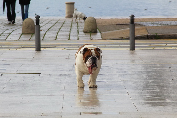 Đir po gradu 6. veljače 2014, Foto: Roberto Lerga