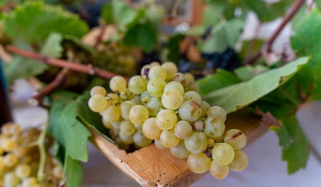 vino vinograd vinari berba grožđa grožđe poljoprivreda