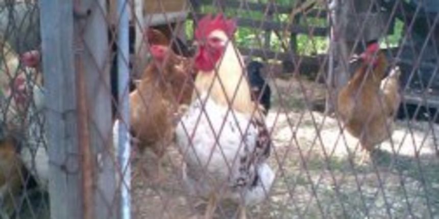 kokošinjac kokošinjac