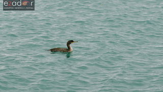 Đir po gradu, ponedjeljak 13. studenog 2017. Gnjurac