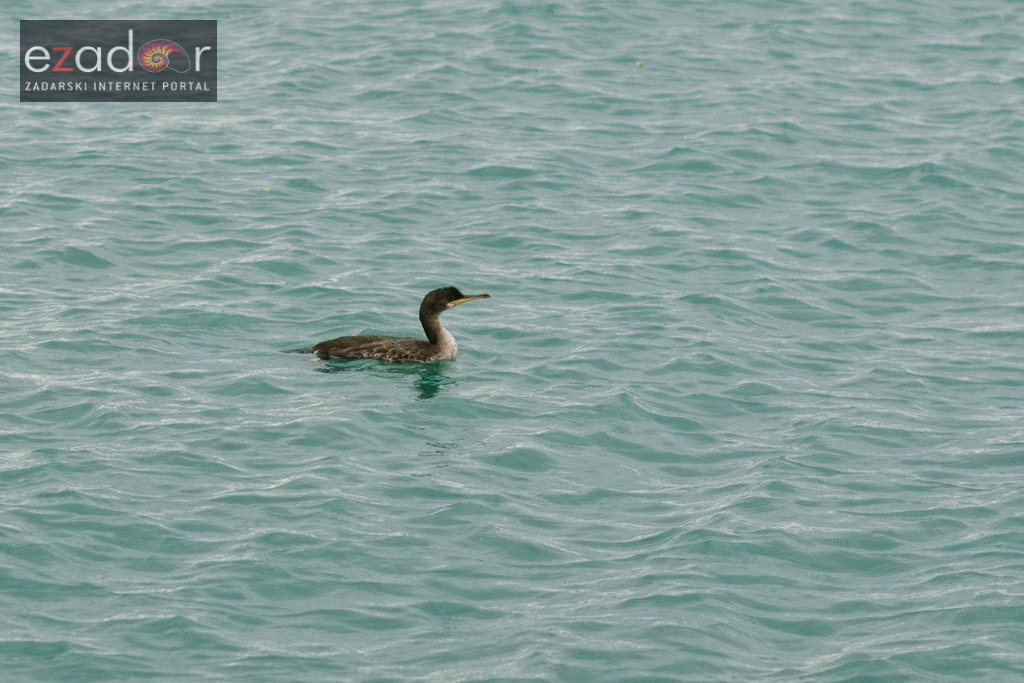 Đir po gradu, ponedjeljak 13. studenog 2017. Gnjurac
