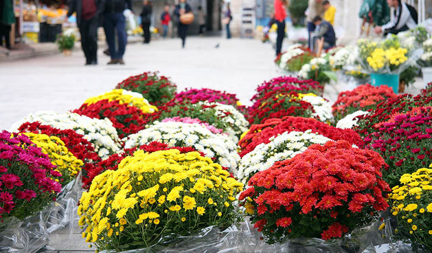 Svi Sveti – Cvice za na groblje