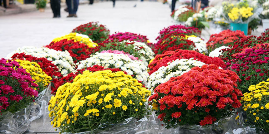 Svi Sveti – Cvice za na groblje Svi Sveti – Cvice za na groblje