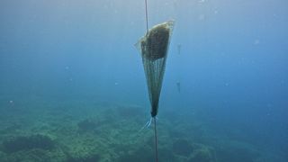 Image 6027739 (auto)