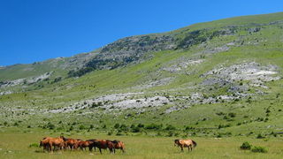 Velebit: Konji u Libinju