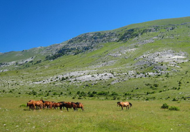 Velebit: Konji u Libinju