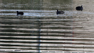 Liske u uvali Bregdetti 24. siječnja