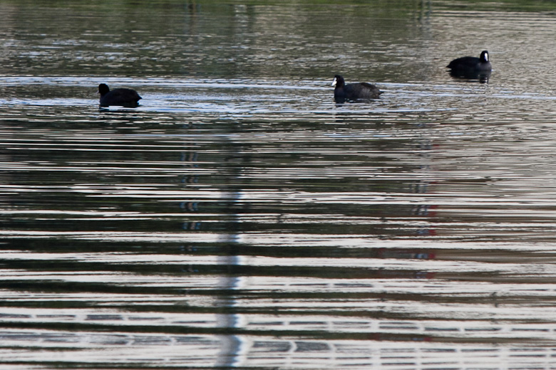 Liske u uvali Bregdetti 24. siječnja