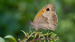 Cvijeće, bube, pauk, foto: Leo Banić