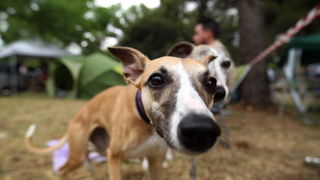 Zadar, 020513.  
Kamp na zadarskom predjelu Borik. 13. po redu medjunarodna izlozba pasa CACIB Zadar dog show 2013. 
Foto: Jure Miskovic / CROPIX