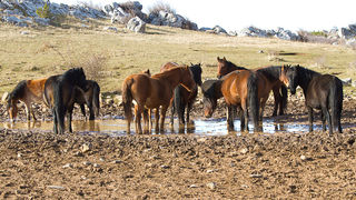 Libinje: Velebitski divlji konji, Foto: Leo Banić