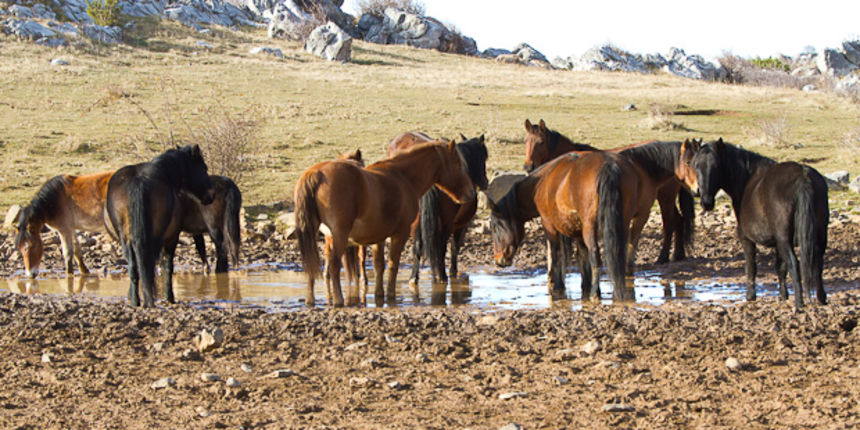 Libinje: Velebitski divlji konji, Foto: Leo Banić