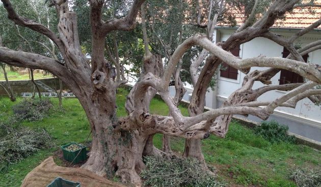 Urod za pamćenje jedne od najstarijih ugljanskih maslina. Autor: Andrina Luić/Naši školji