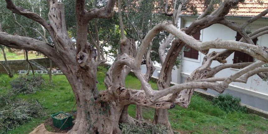 Urod za pamćenje jedne od najstarijih ugljanskih maslina. Autor: Andrina Luić/Naši školji