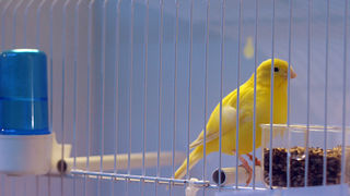 Ornitološko prvenstvo Hrvatske u hotelu Zadar (foto:Saša Čuka)