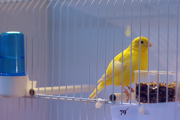 Ornitološko prvenstvo Hrvatske u hotelu Zadar (foto:Saša Čuka)