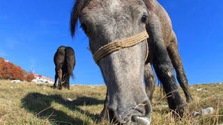 Đir do Zavižana, sjeverni Velebit, foto: Leo Banić