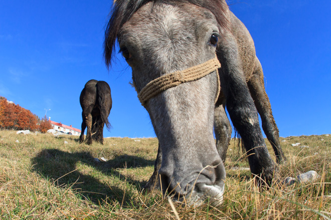 Đir do Zavižana, sjeverni Velebit, foto: Leo Banić