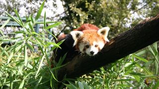 Bebe crvene pande u zagrebackom ZOO-u, Foto: ZOO Zagreb Bebe crvene pande u zagrebackom ZOO-u, Foto: ZOO Zagreb