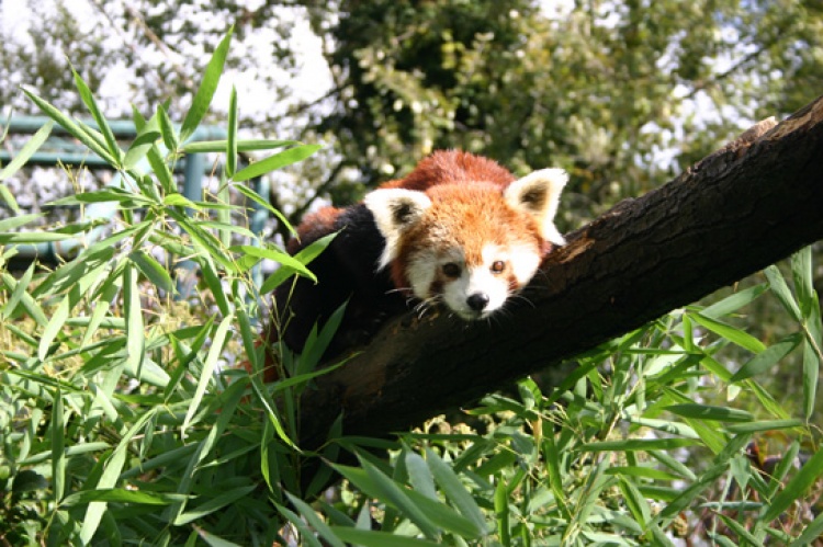 Bebe crvene pande u zagrebackom ZOO-u, Foto: ZOO Zagreb Bebe crvene pande u zagrebackom ZOO-u, Foto: ZOO Zagreb