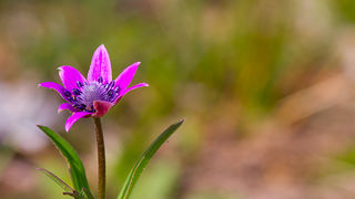 Priroda, cvijece, livada, sparoge, foto: Leo Banic