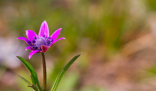 Priroda, cvijece, livada, sparoge, foto: Leo Banic
