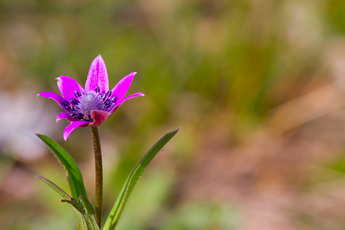 Priroda, cvijece, livada, sparoge, foto: Leo Banic