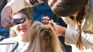 Međunarodna izložba pasa “CACIB ZADAR 2012” Međunarodna izložba pasa “CACIB ZADAR 2012”