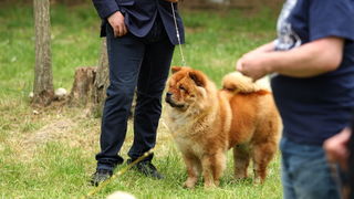 Zadar, 020513.  
Kamp na zadarskom predjelu Borik. 13. po redu medjunarodna izlozba pasa CACIB Zadar dog show 2013. 
Foto: Jure Miskovic / CROPIX