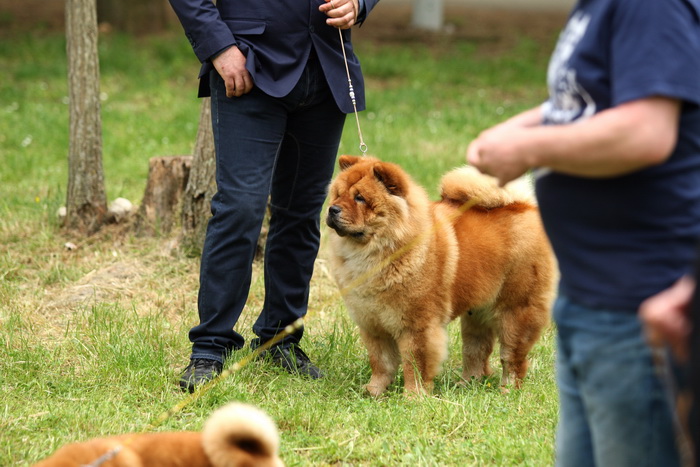 Zadar, 020513.  
Kamp na zadarskom predjelu Borik. 13. po redu medjunarodna izlozba pasa CACIB Zadar dog show 2013. 
Foto: Jure Miskovic / CROPIX
