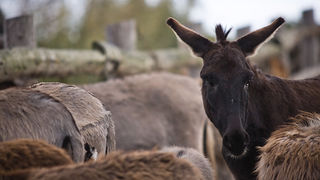 Farma “Dar-mar” (foto:Saša Čuka)