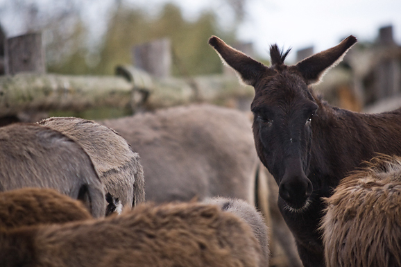 Farma “Dar-mar” (foto:Saša Čuka)