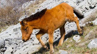 Divlji konji na Velebitu, foto: Leo Banić