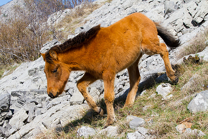 Divlji konji na Velebitu, foto: Leo Banić