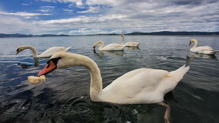 Labudovi u Bibinjama 12. svibnja 2013.  Foto: Roberto Lerga