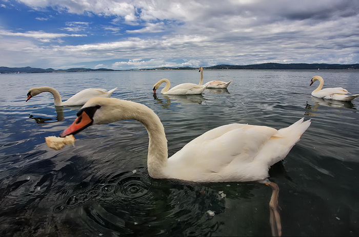 Labudovi u Bibinjama 12. svibnja 2013.  Foto: Roberto Lerga