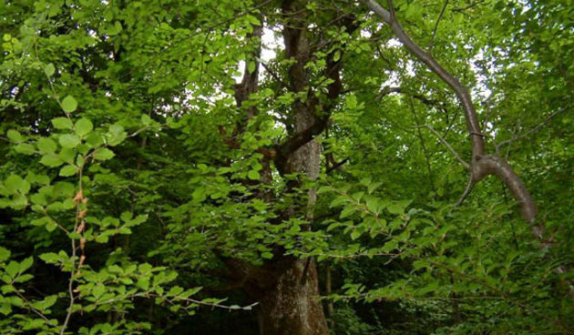 Hrast(foto:dnevnik.hr)