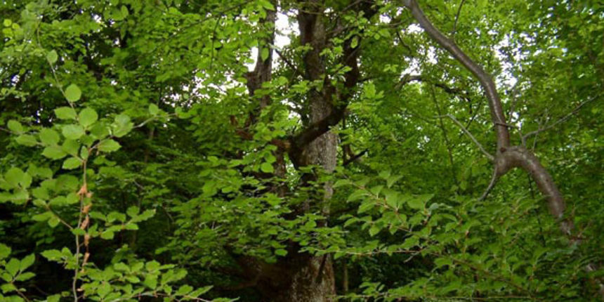 Hrast(foto:dnevnik.hr)