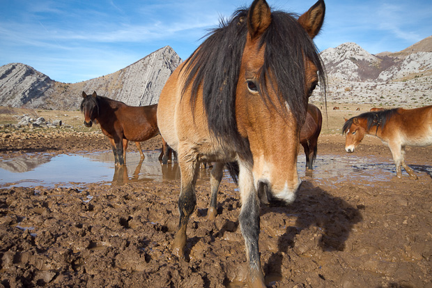 Divlji konji, foto: Leo Banić