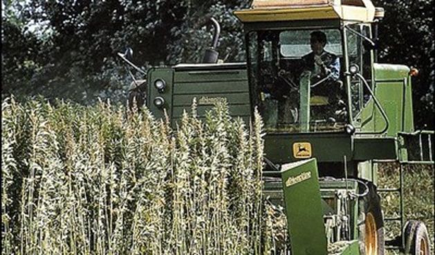 Uzgoj konoplje u Hrvatskoj, foto: tportal.hr